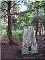 Trig point in Horsford Woods