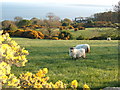 View from Bardristane Forge, Irish Sea, Isle of Man in distance