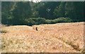 Amongst the field of barley