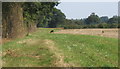 Footpath by Alpheton Hall Wood with deer grazing