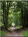 The Cutting, near Brocton, Cannock Chase