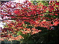 Autumn on Crocknorth Road