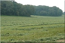 SU5272 : Grassland east of Wellhouse Farm by Graham Horn