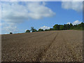 Wheat, West Knoyle