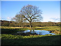 Pond and tree near Hilltop Farm