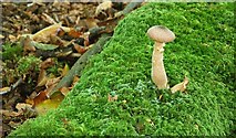 J4681 : Fungus, Crawfordsburn Glen (23) by Albert Bridge