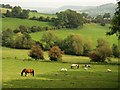 Horses and sheep, Whiteshill