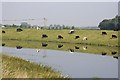 Bovine reflections