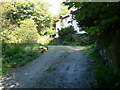 Bridleway near Gardden