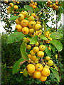 Crab apples by the roadside