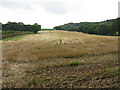 Stubble near Ripplewood