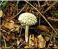 Fungus, Huntly, Banbridge (9)