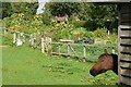 Sunflowers, and a horse, Frilsham