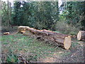 Recently felled tree, Nowton Park