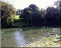 Ducks on the Ouse