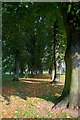 Avenue of Trees, Ropner Park