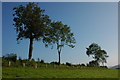 Trees in a hedgerow