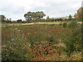 Reeds and signs of autumn