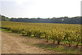 Soft fruit orchard