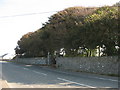 Shelter belt on the western side of Bodorgan Community Cemetery