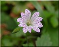 Pencilled Cranesbill