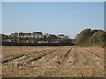 Recently harvested field at St Elvan