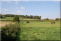 Horses grazing, South End, Damerham, Hampshire