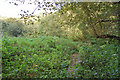 Boardwalk, Damerham, Hampshire