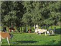 Alpacas grazing