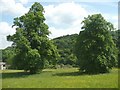 Parkland trees off Rochdale Road, Triangle, Sowerby