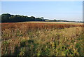 Meadows on the Great Stour flood plain