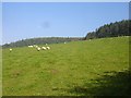 Pasture near Pant-y-Bwch