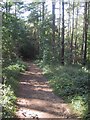 The Cotswold Way through Standish Wood