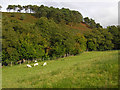 Hillside east of Llanidloes