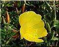 Evening Primrose, Pinn Lane, Exeter