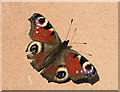 Peacock butterfly (Inachis io)