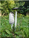 SJ2504 : Shaggy inkcap (Coprinus comatus) by the lower pool by Penny Mayes