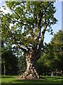 Gnarled old tree, Callendar House