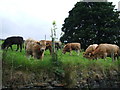 Cattle off Stocks Lane, Luddenden