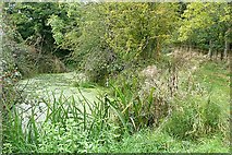 SU6171 : Pond at Ham Copse by Graham Horn