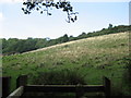 ST6160 : North Hill Meadow at Folly Farm by Dr Duncan Pepper