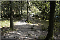 NY3406 : Path through Bannerigs Wood, Rydal by Tom Richardson