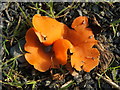 NS3878 : Orange Peel Fungus by Lairich Rig