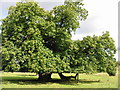 Sweet chestnut tree on chestnut avenue.