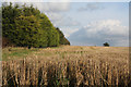 Field boundary at Westfield Farm