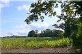 Maize field near Melbury Osmund