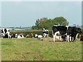 Cows near Thorne Farm