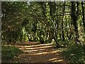 SX9156 : Path through The Grove by Derek Harper