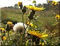 Sow-thistle, The Grove