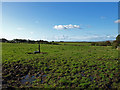 Grazing, near Highfield